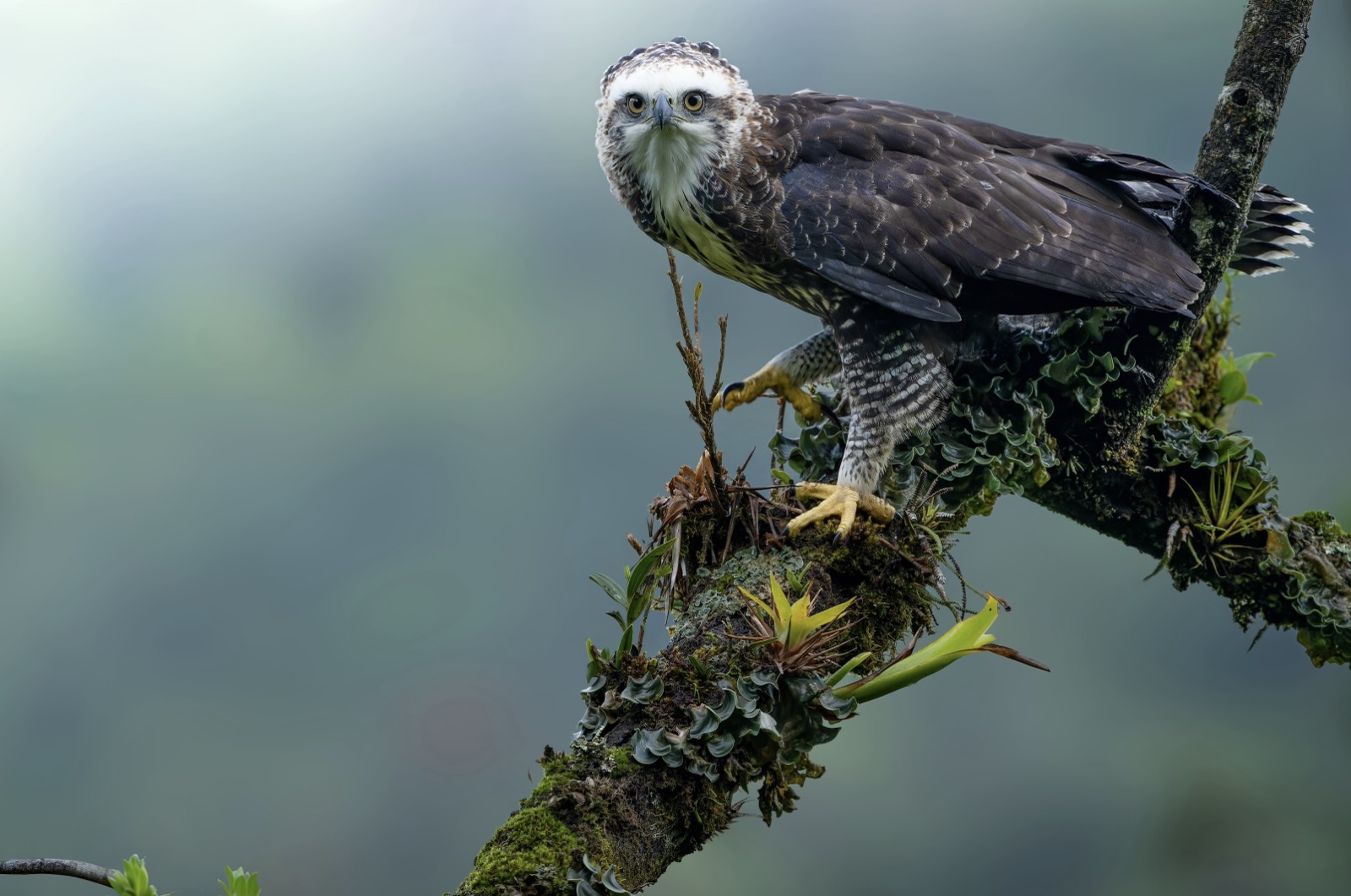 Black Hawk-Eagle