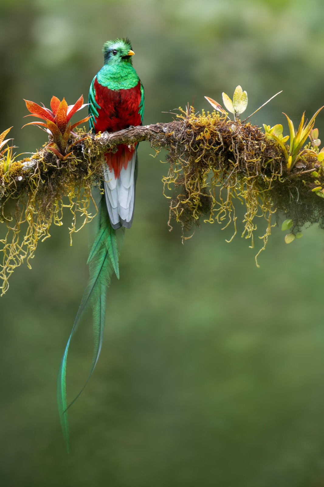 Resplendent Quetzal