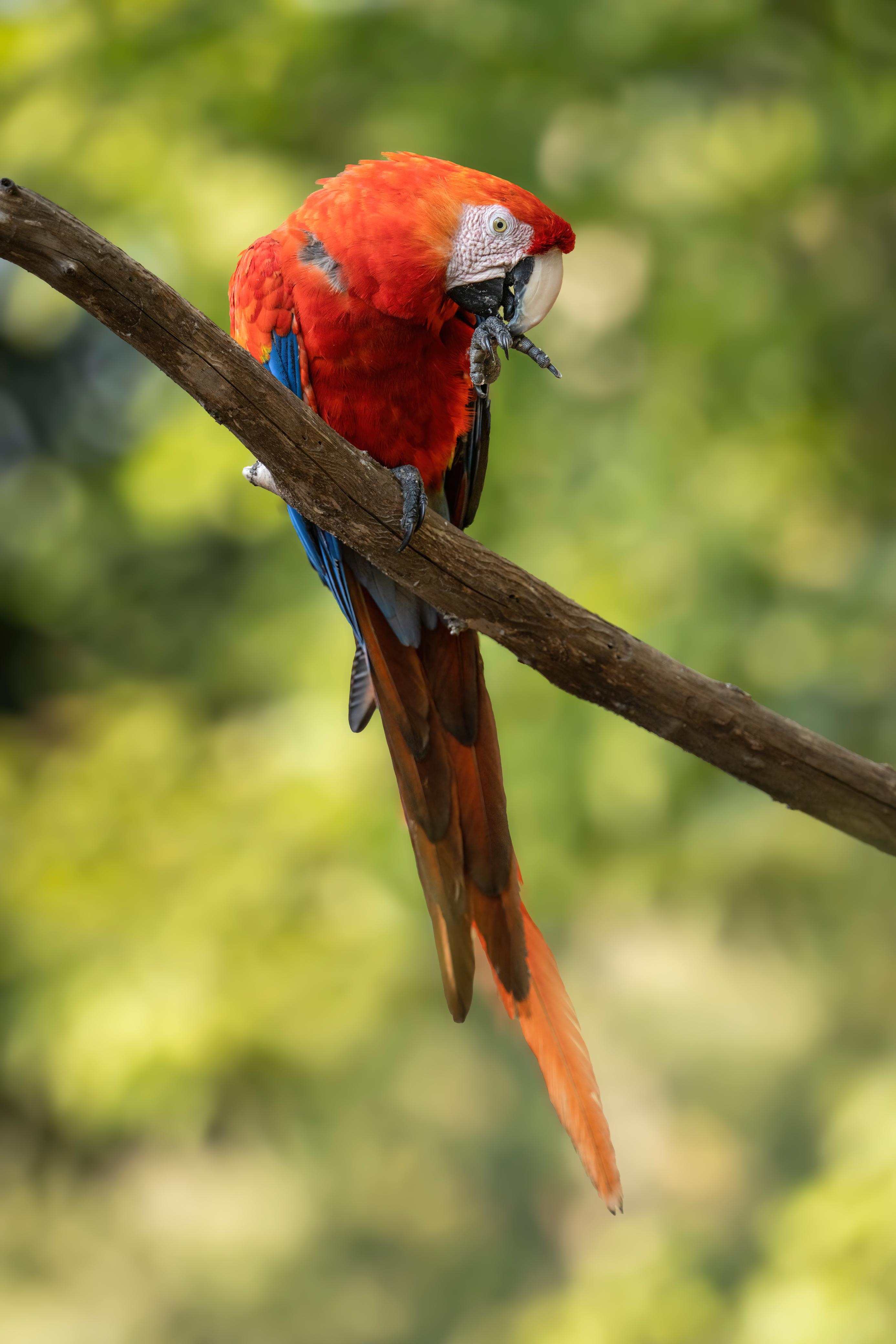 Scarlet Macaw