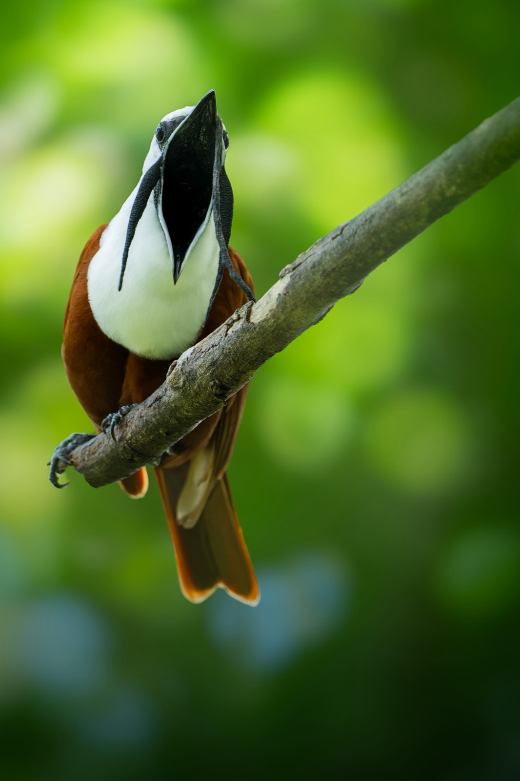 Three-Wattled Bellbird